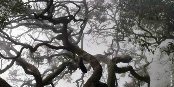 munnar1