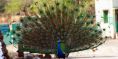 peacock_danse