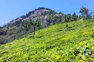 kerala tea